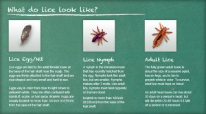 What lice look like