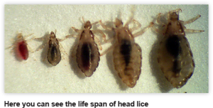 Lice in different stages in life