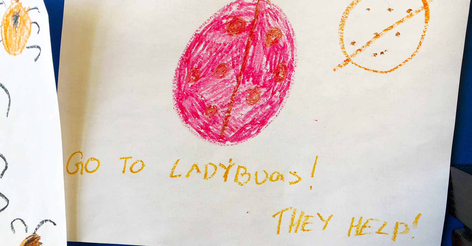 Go to Ladibugs Go to Ladibugs