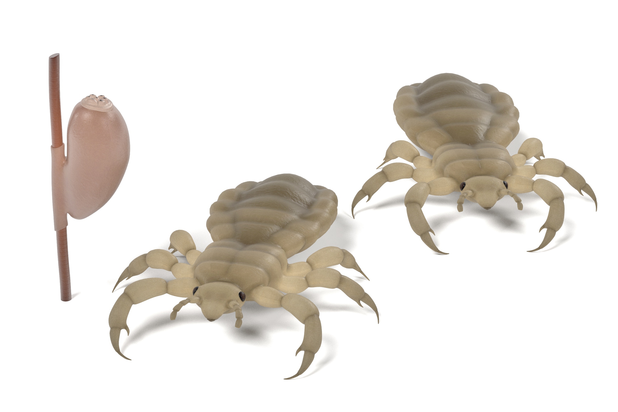 Close-up of a nit glued to a hair shaft beside two adult head lice